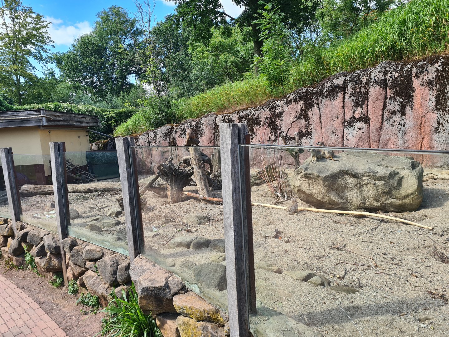 Savanna - Meerkat and Indian crested porcupine enclosure