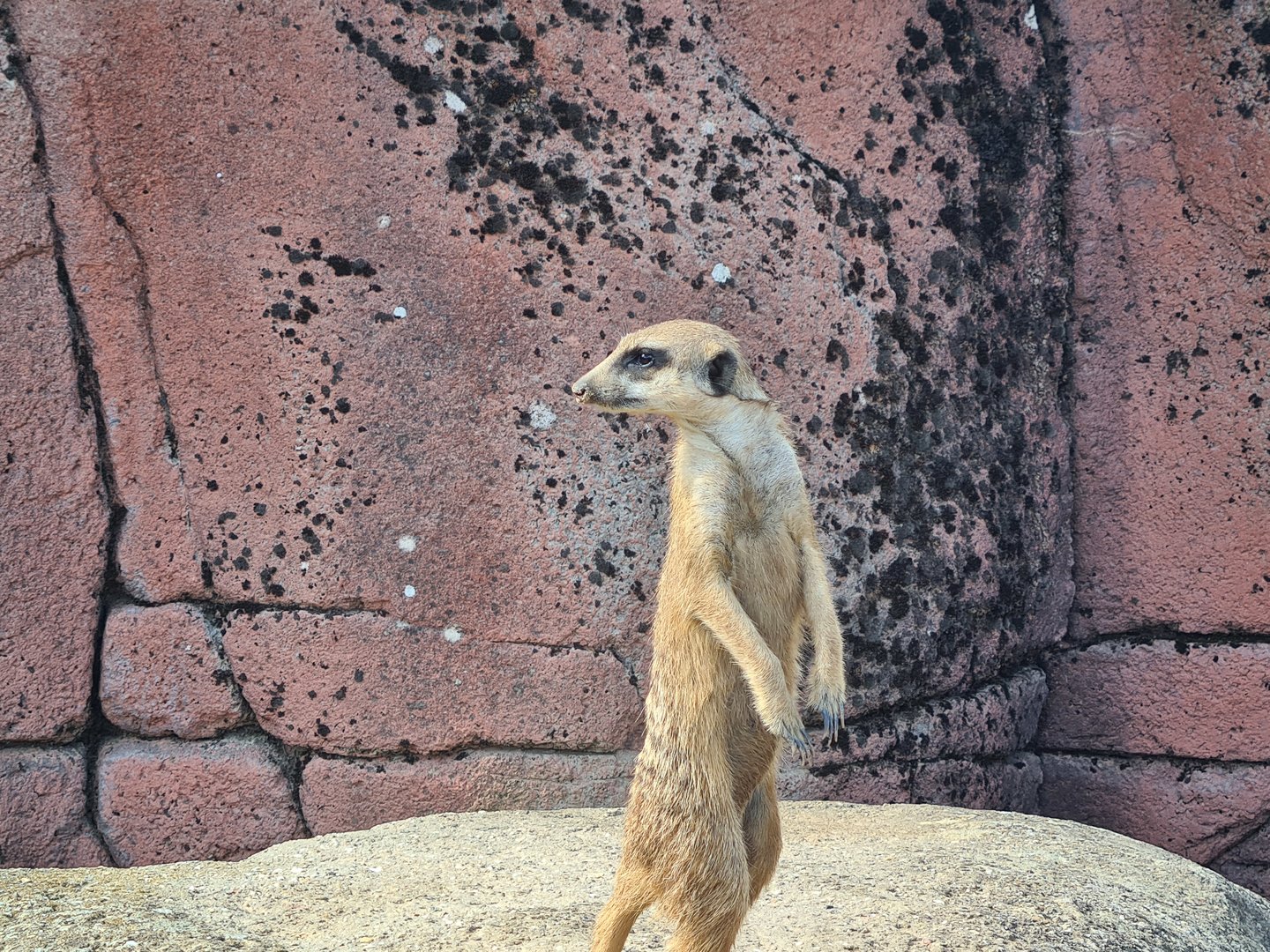 Savanna - Meerkat