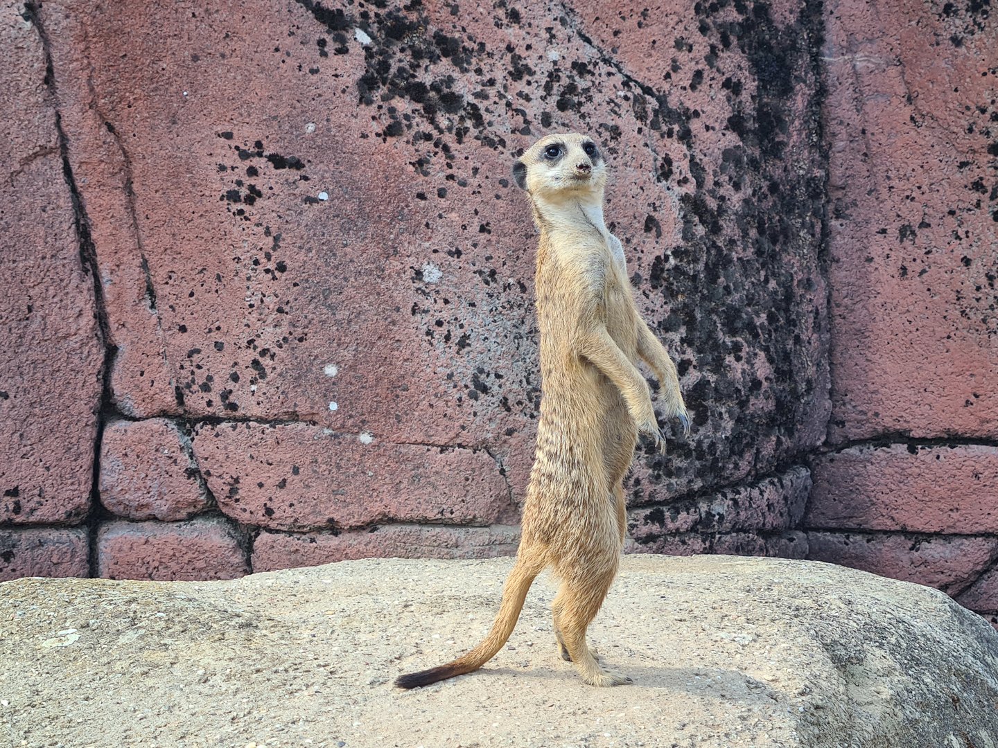 Savanna - Meerkat