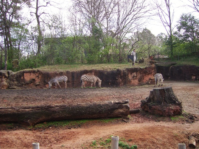 Savanna Mixed Species Exhibit - Masai Mara
