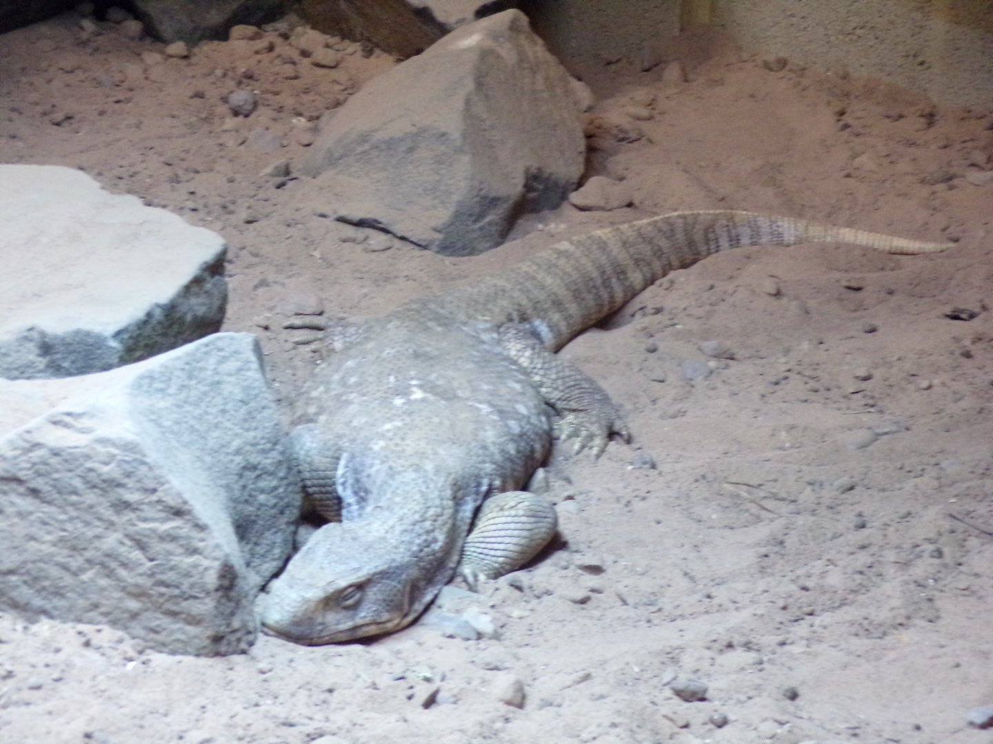 Savanna monitor 14.10.23