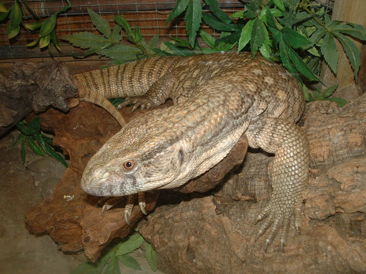 Savanna Monitor - Beaver Water World - July 2006