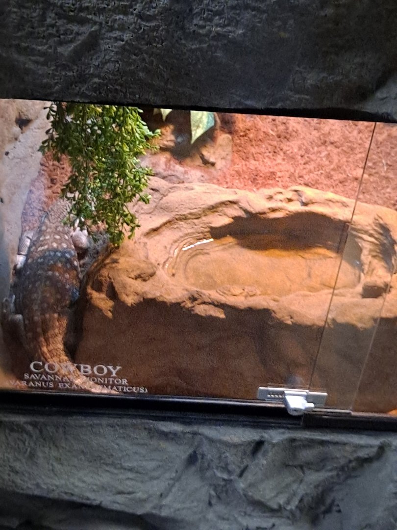 Savanna Monitor (Cowboy) Exhibit (4/19/25)
