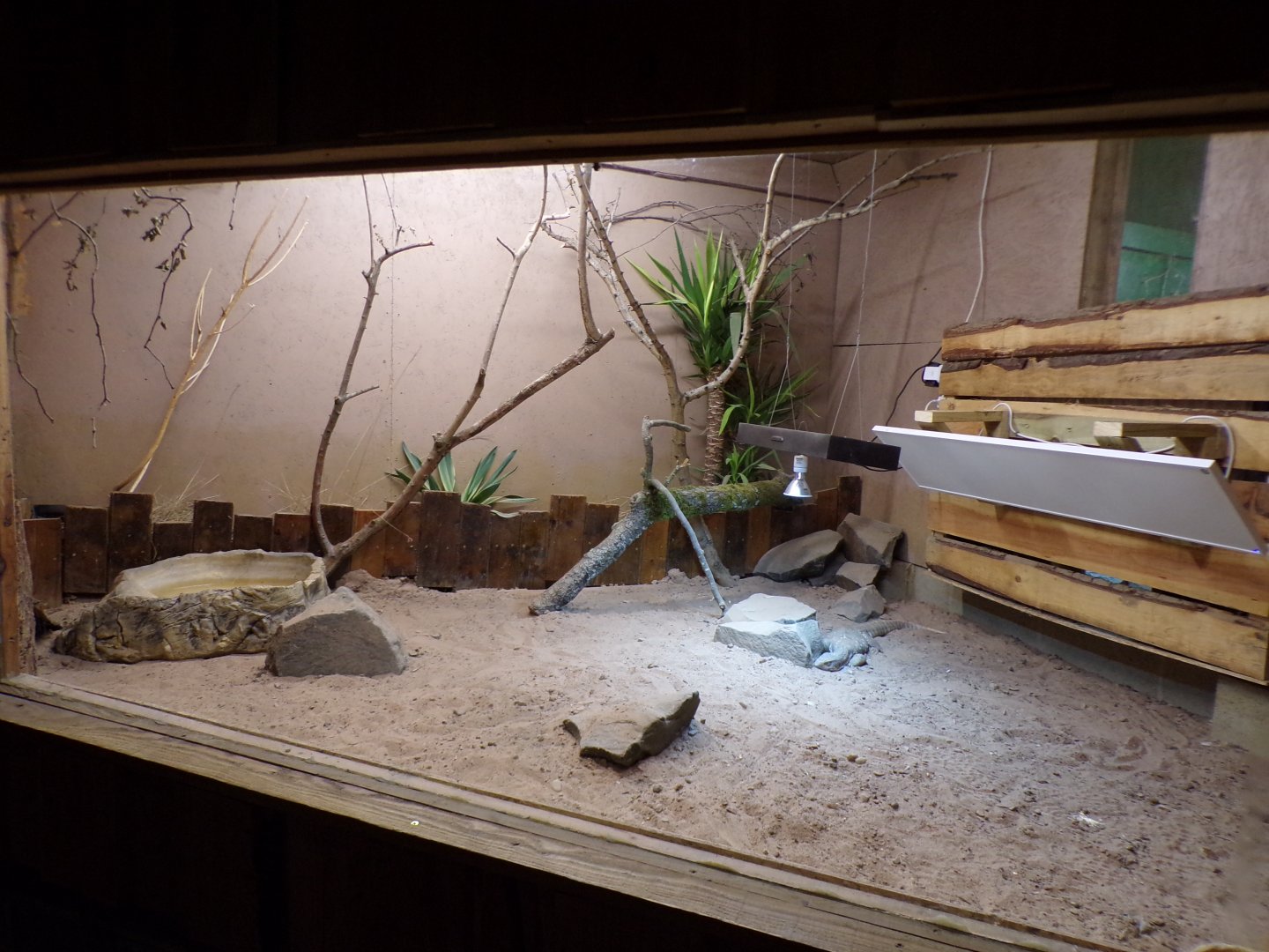Savanna monitor enclosure 14.10.23
