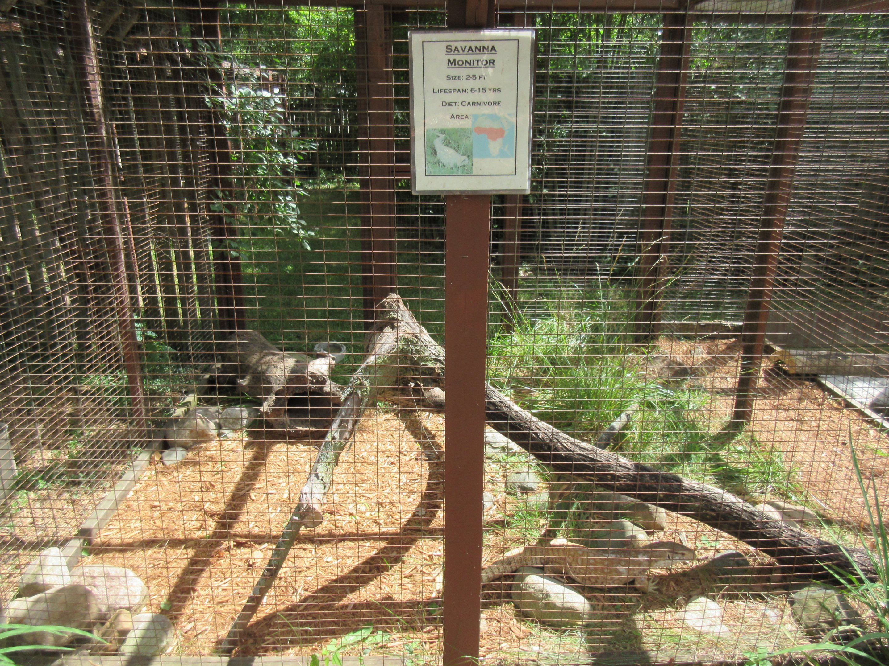 Savanna Monitor Exhibit