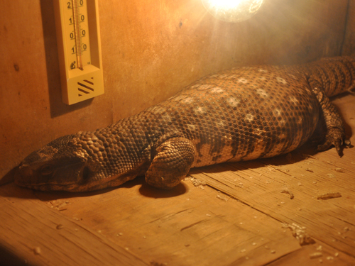 Savanna Monitor in Kishinev Zoo