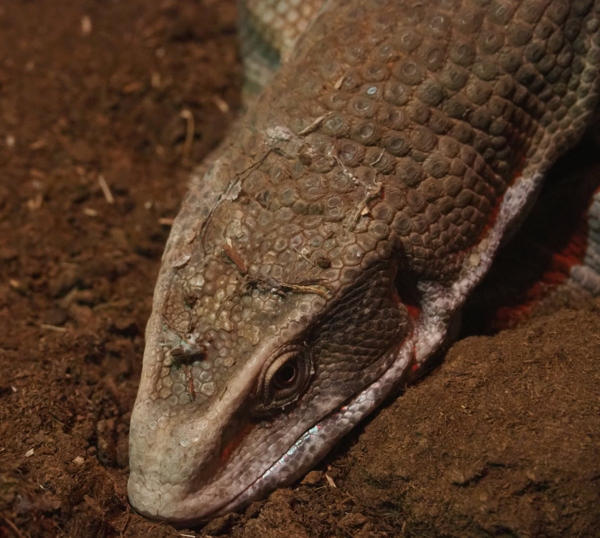 Savanna monitor (Varanus exanthematicus), 2020-06-20
