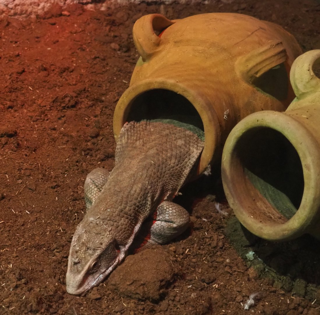 Savanna monitor (Varanus exanthematicus) in amphora, 2020-06-20