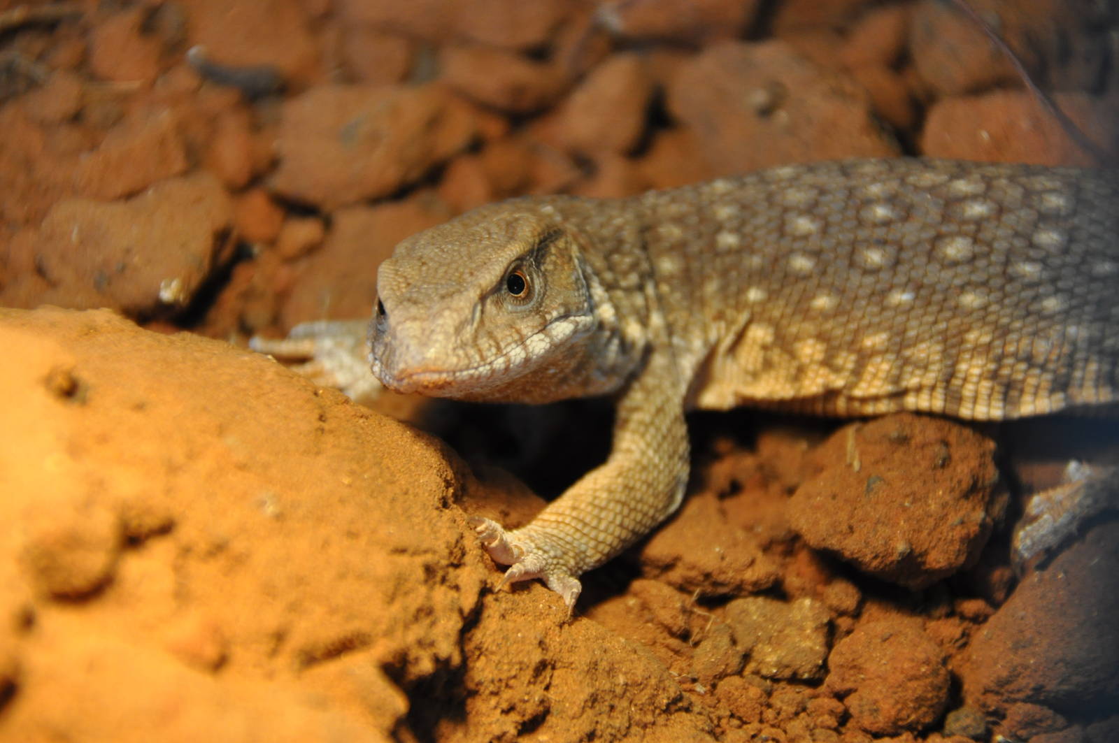 Savanna monitor/ Varanus exanthematicus