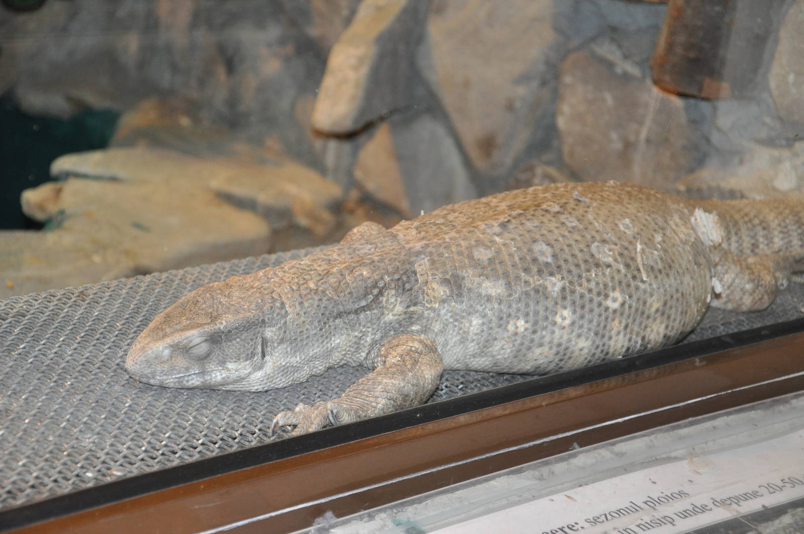 Savanna monitor/ Varanus exanthematicus
