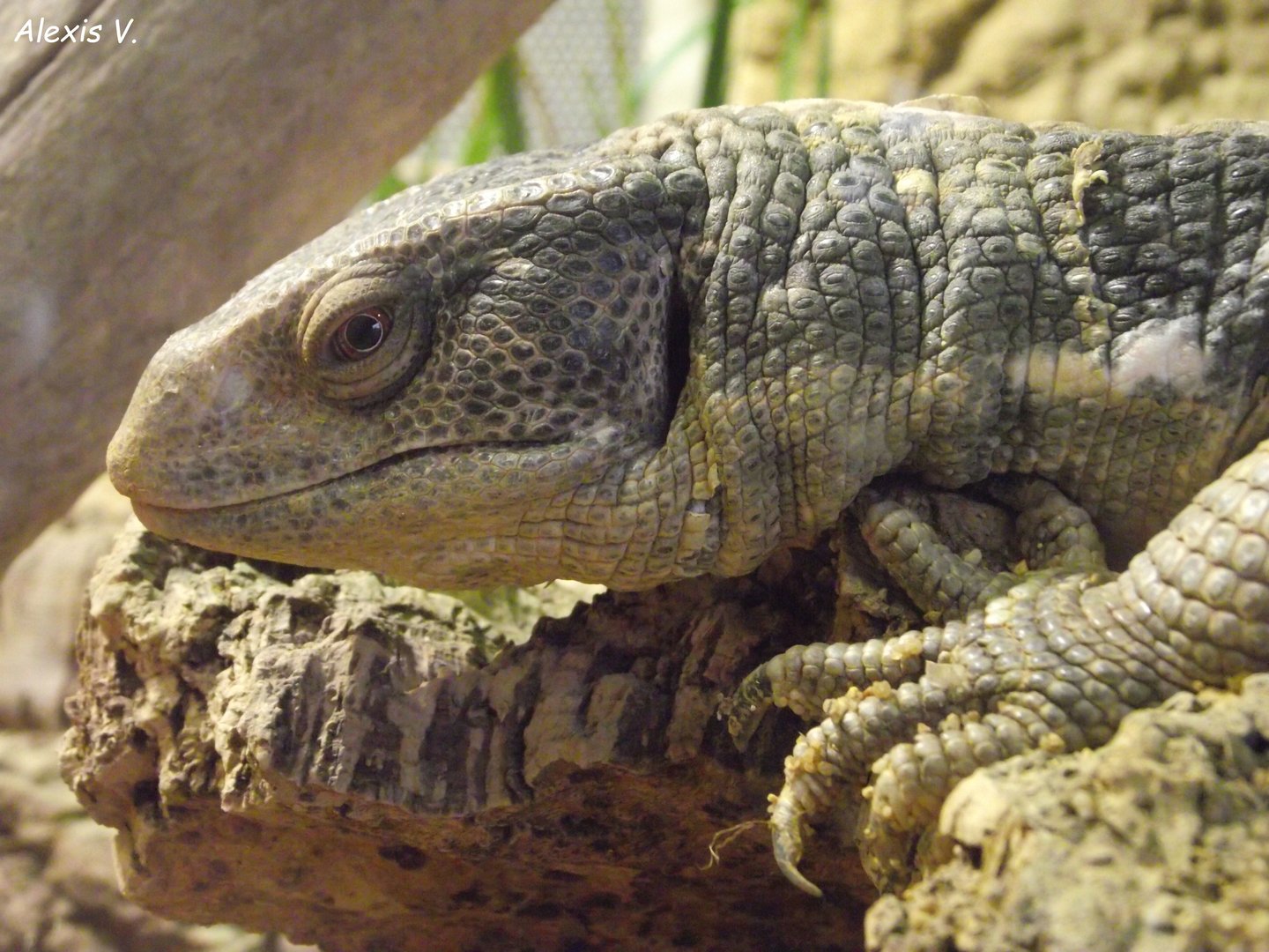 Savanna Monitor - Zooparc de Beauval - 07/2020