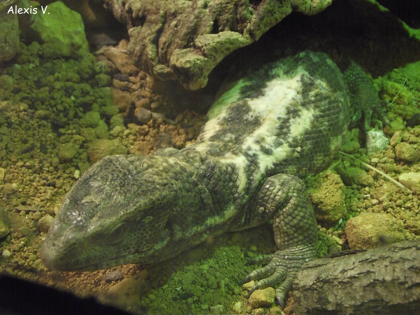 Savanna Monitor - Zooparc de Beauval - 08/2017