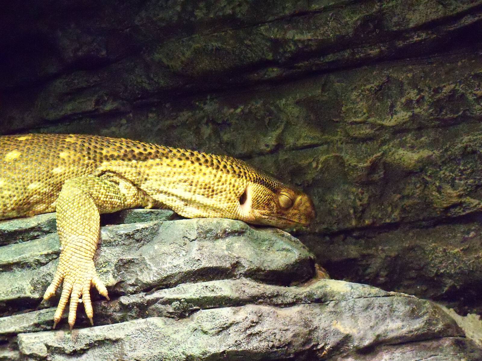 Savanna Monitor