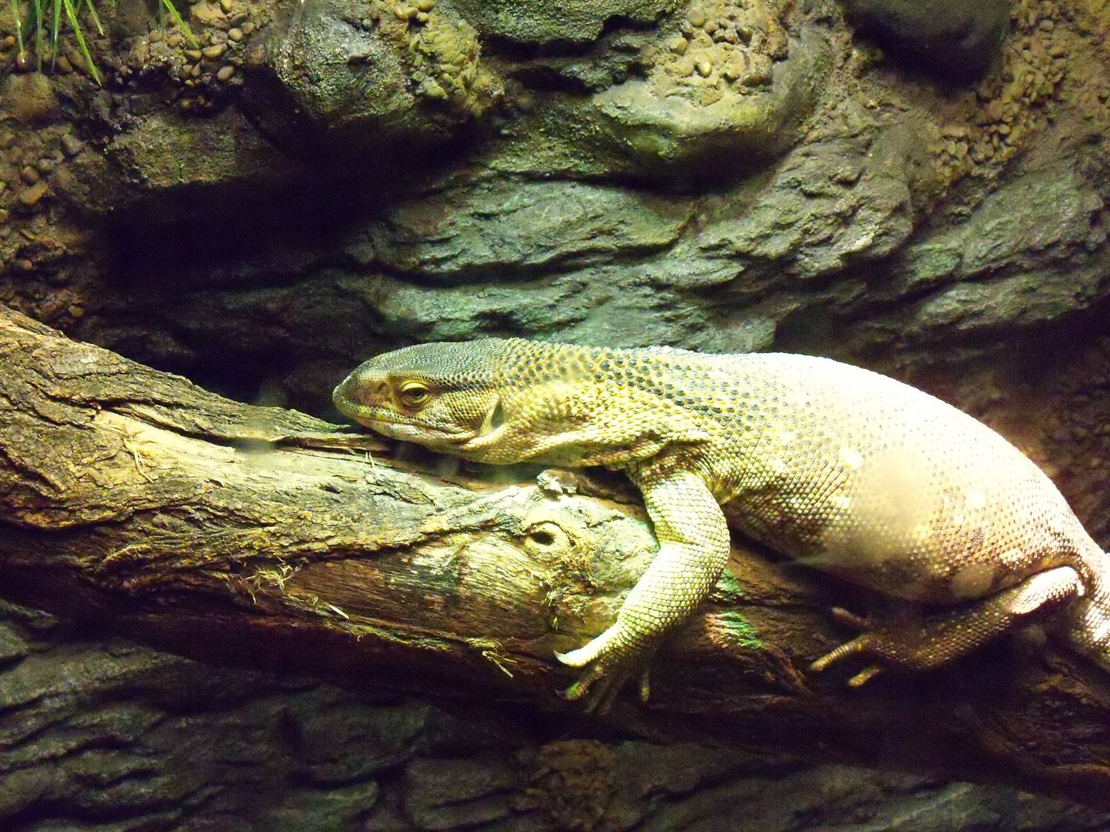 Savanna Monitor