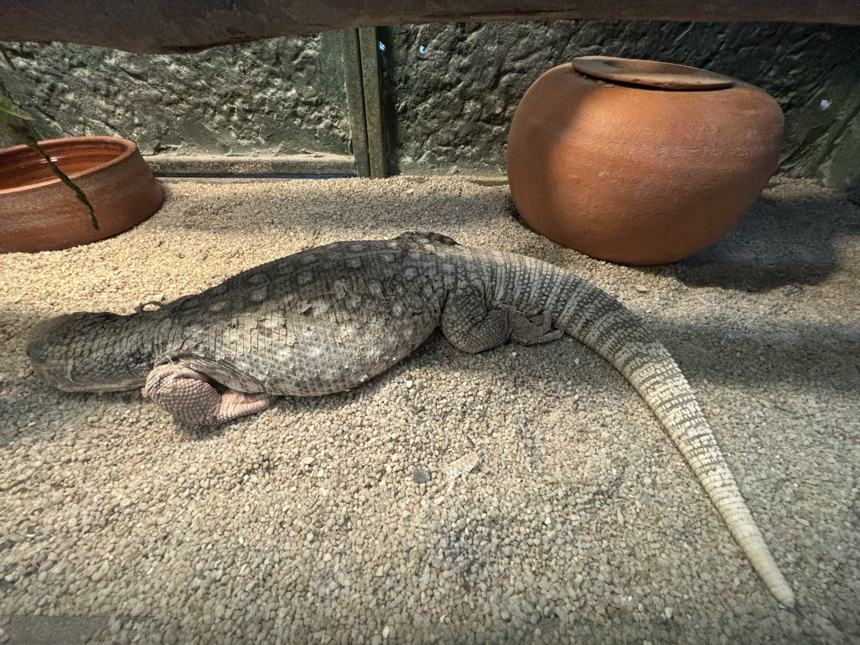Savanna Monitor