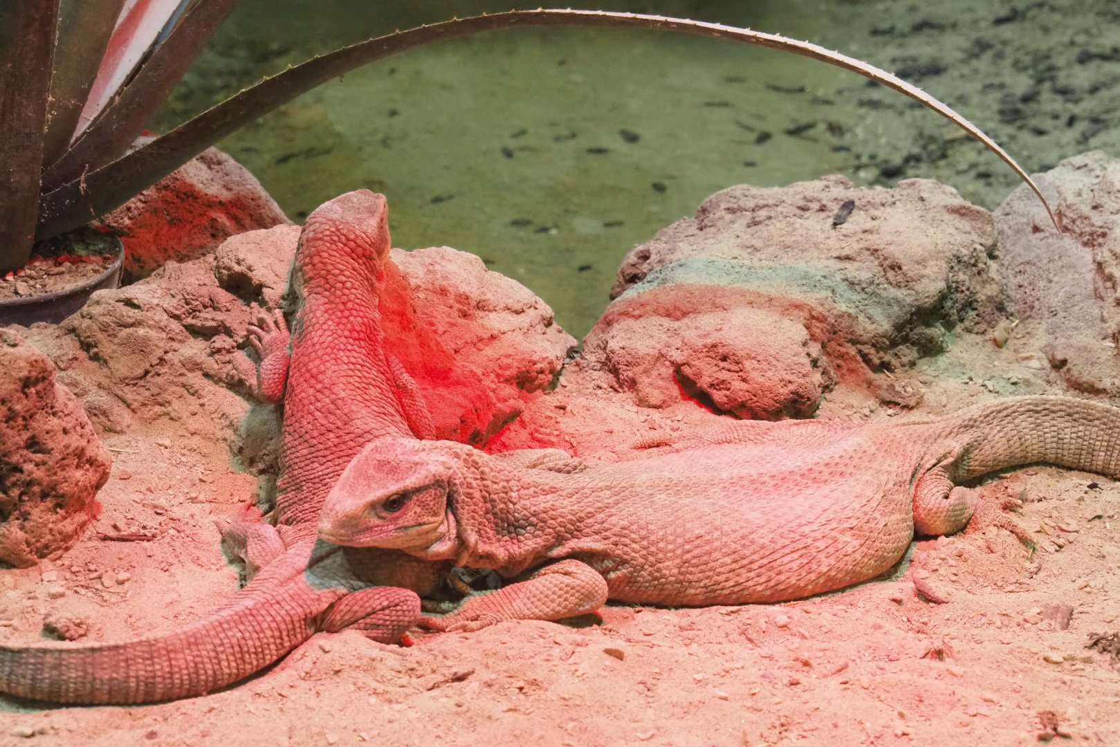 Savanna monitors (Varanus exanthematicus), 2021-09-03