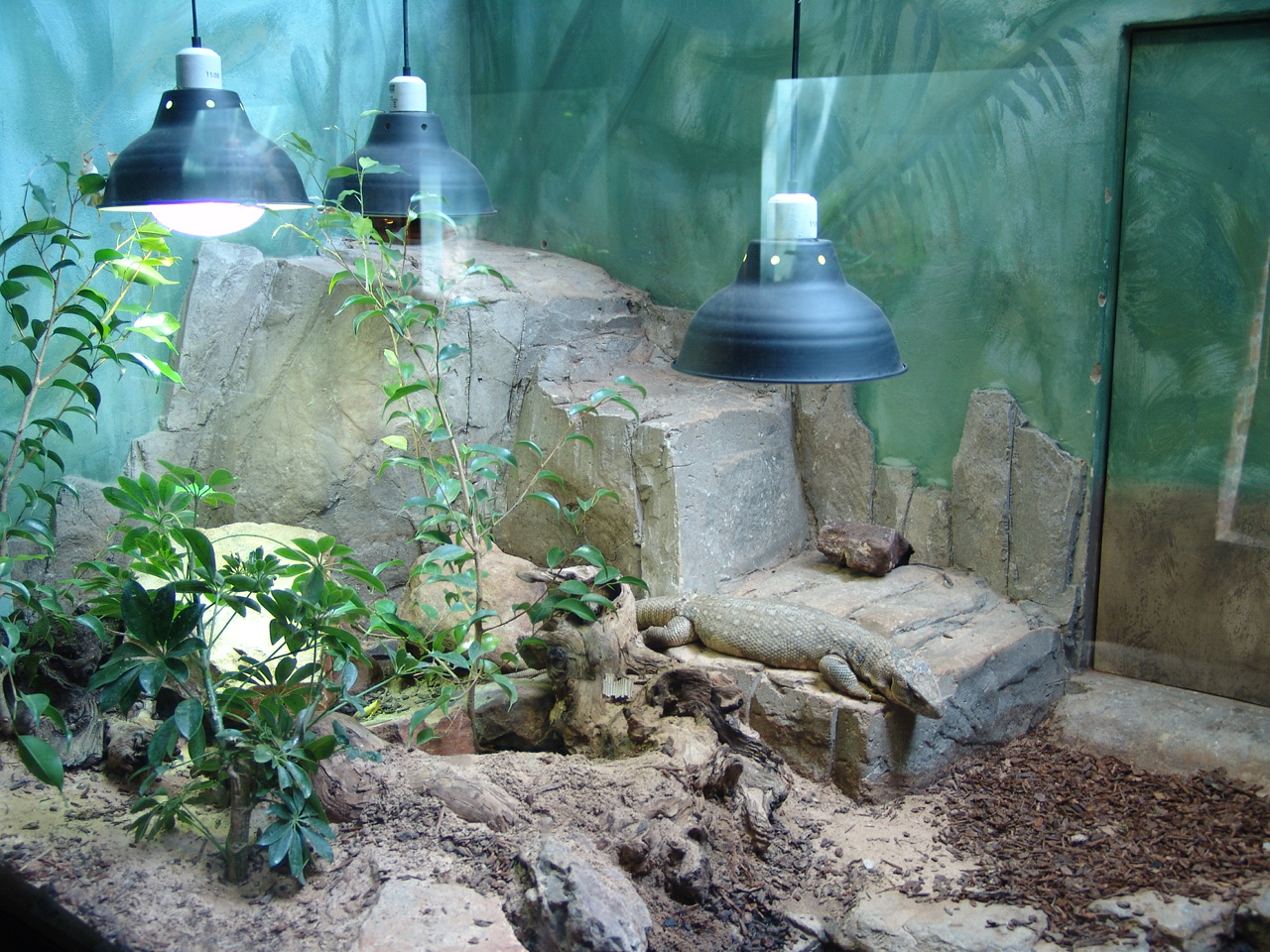Savanna Monitor's (Varanus exanthematicus) exhibit