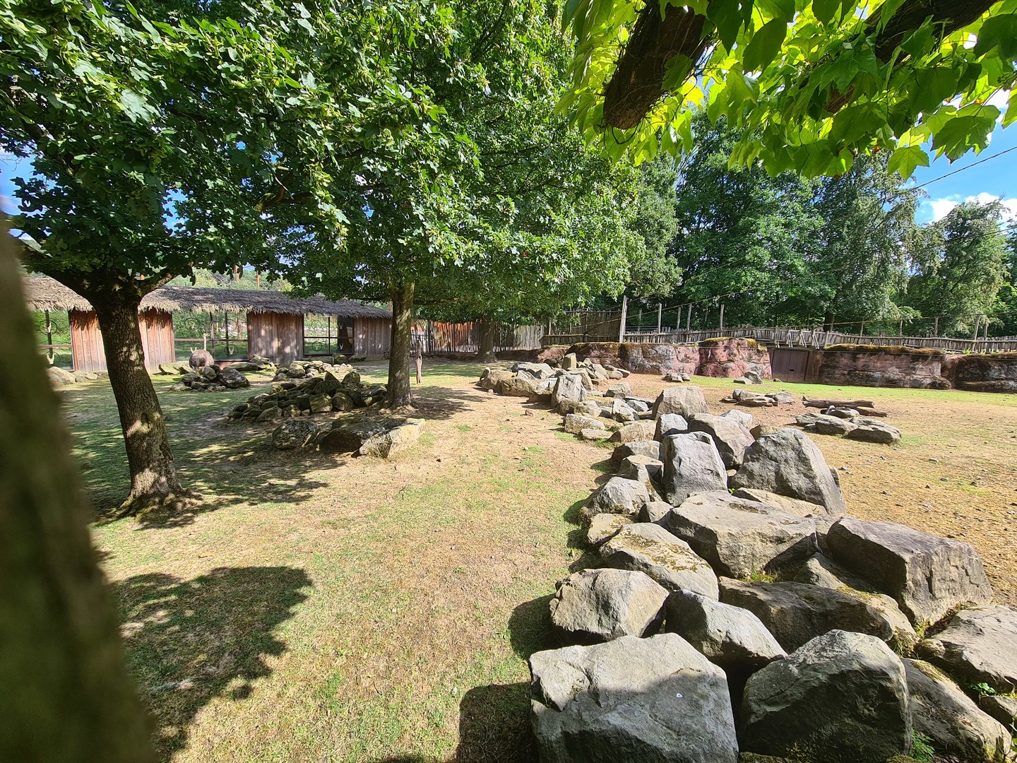 Savanna - Ostrich area in Savannah paddock