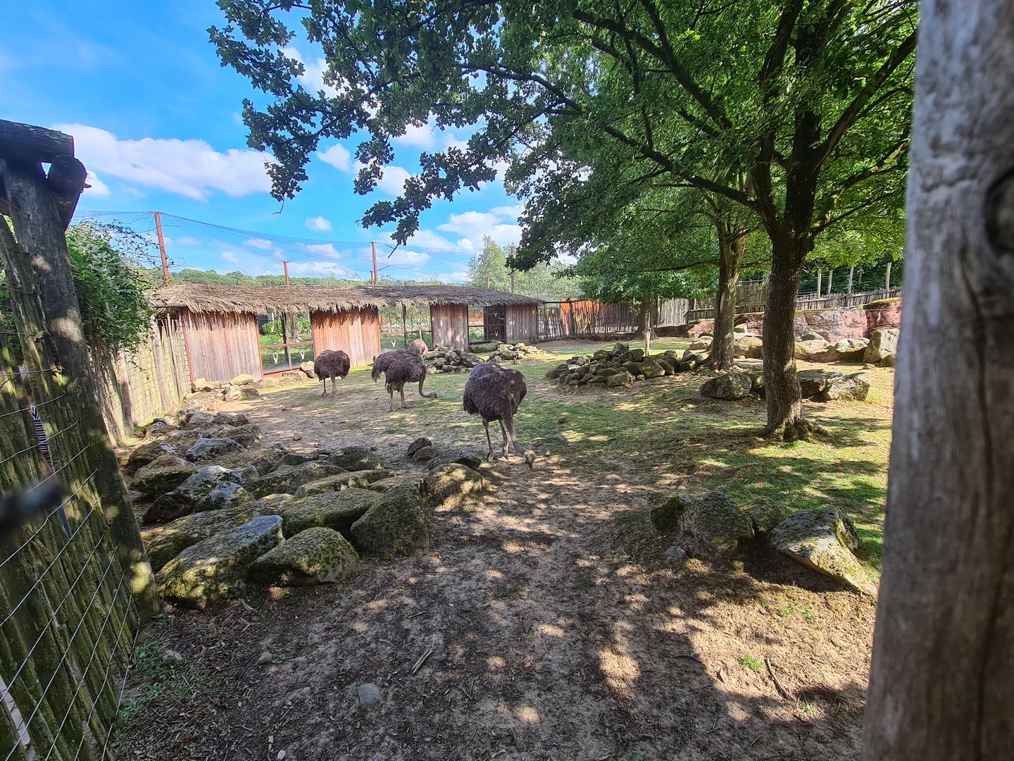 Savanna - Ostrich area in Savannah paddock