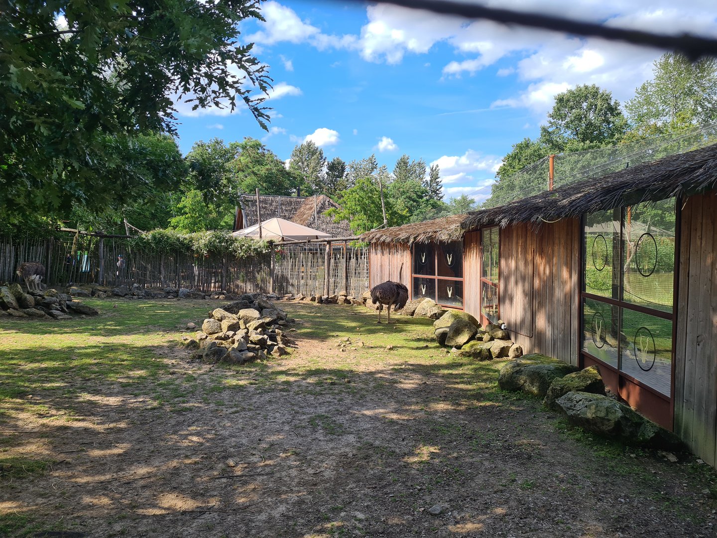 Savanna - Ostrich area in Savannah paddock