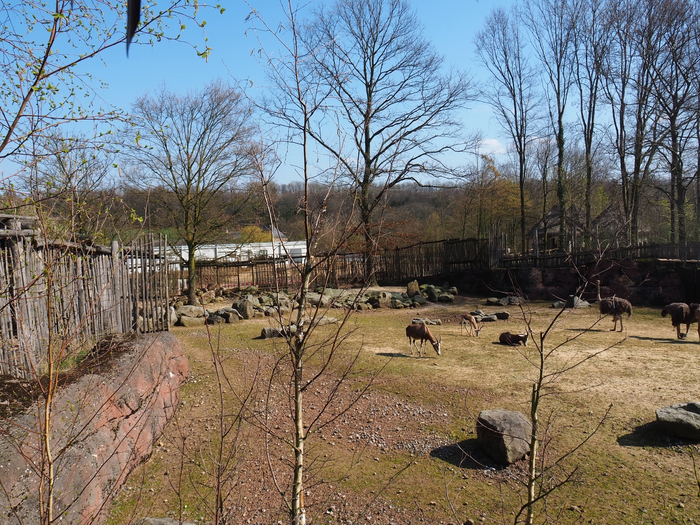 Savanna paddock, 2019-03-30