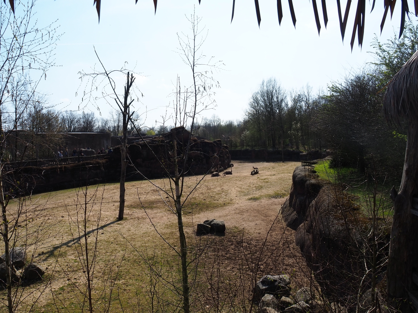 Savanna paddock, 2019-03-30