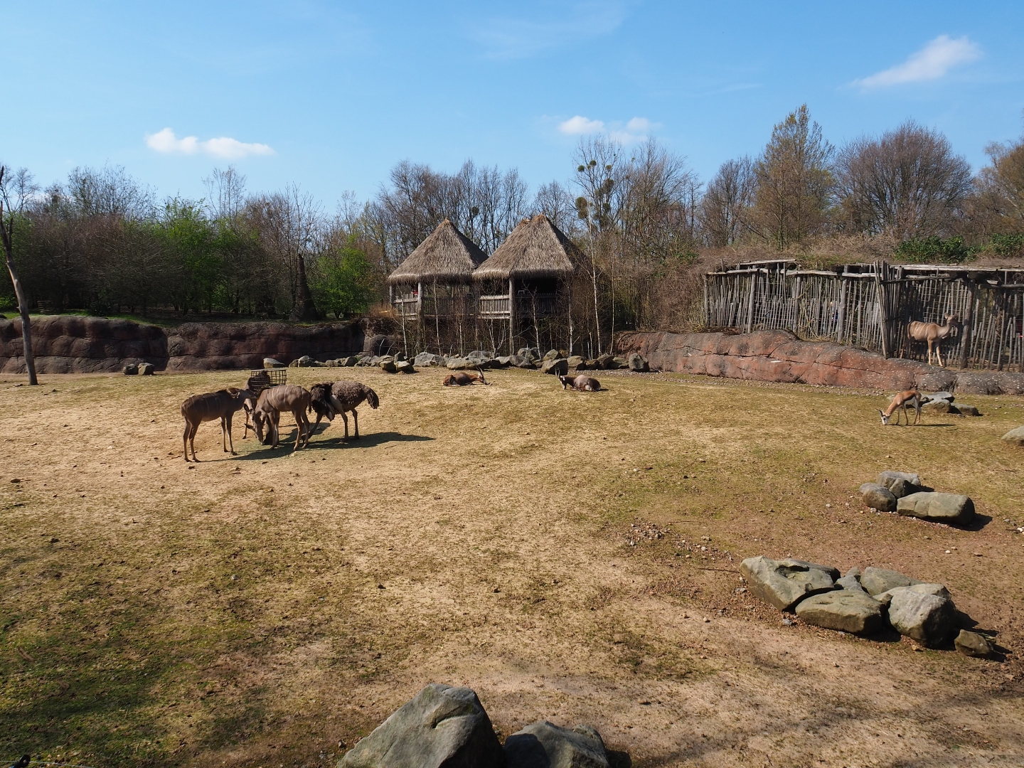 Savanna paddock, 2019-03-30