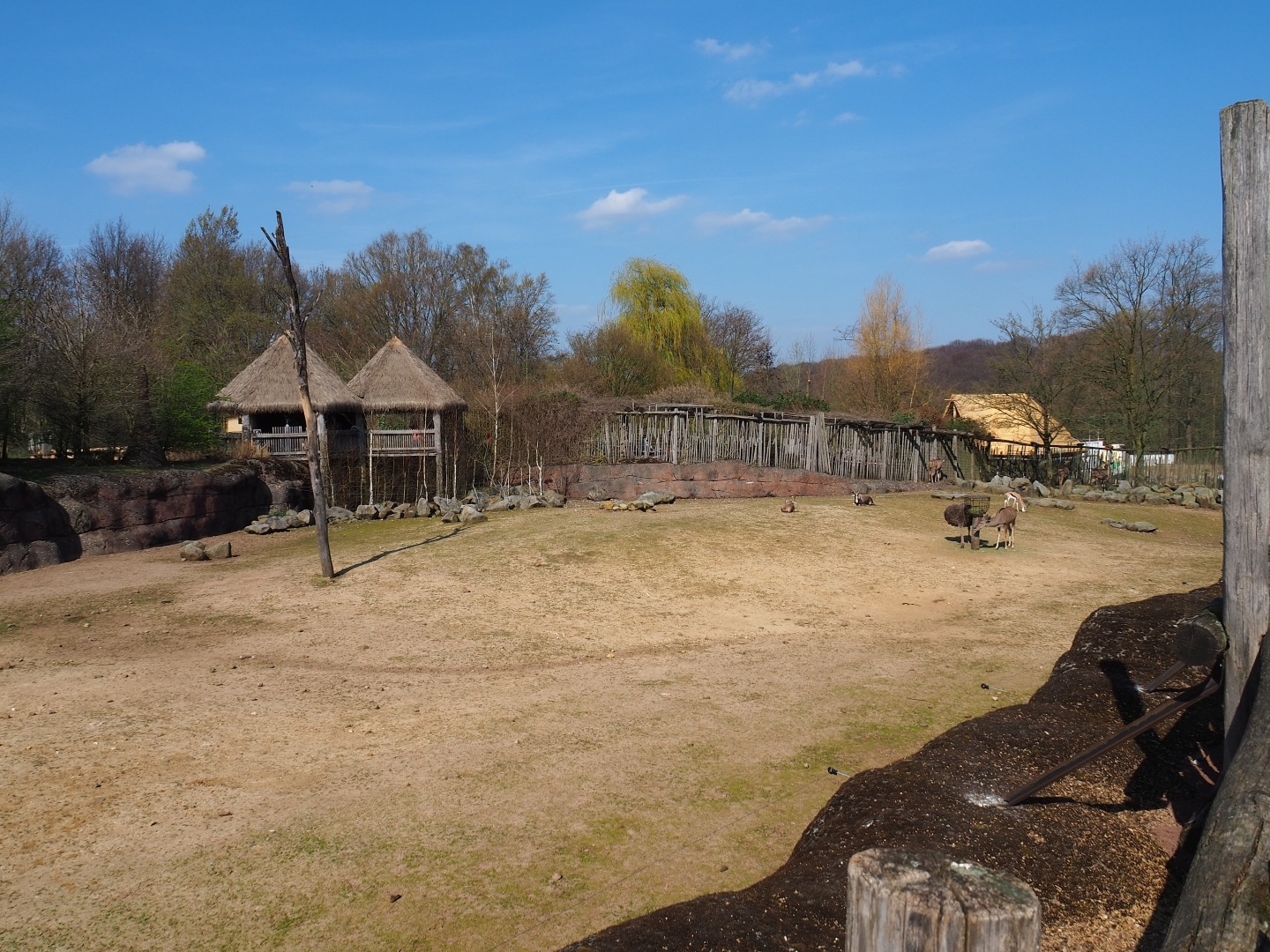 Savanna paddock, 2019-03-30