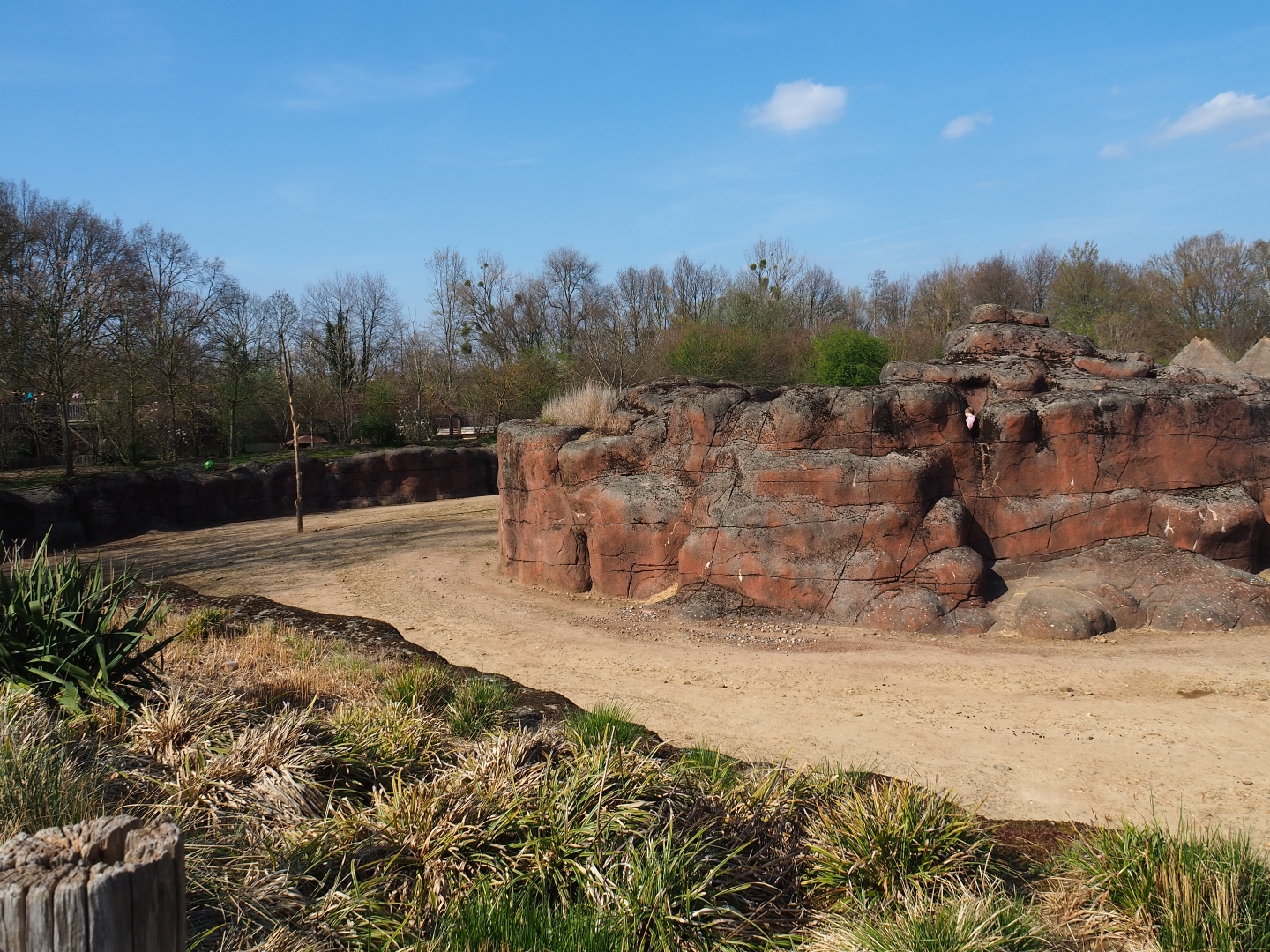 Savanna paddock, 2019-03-30