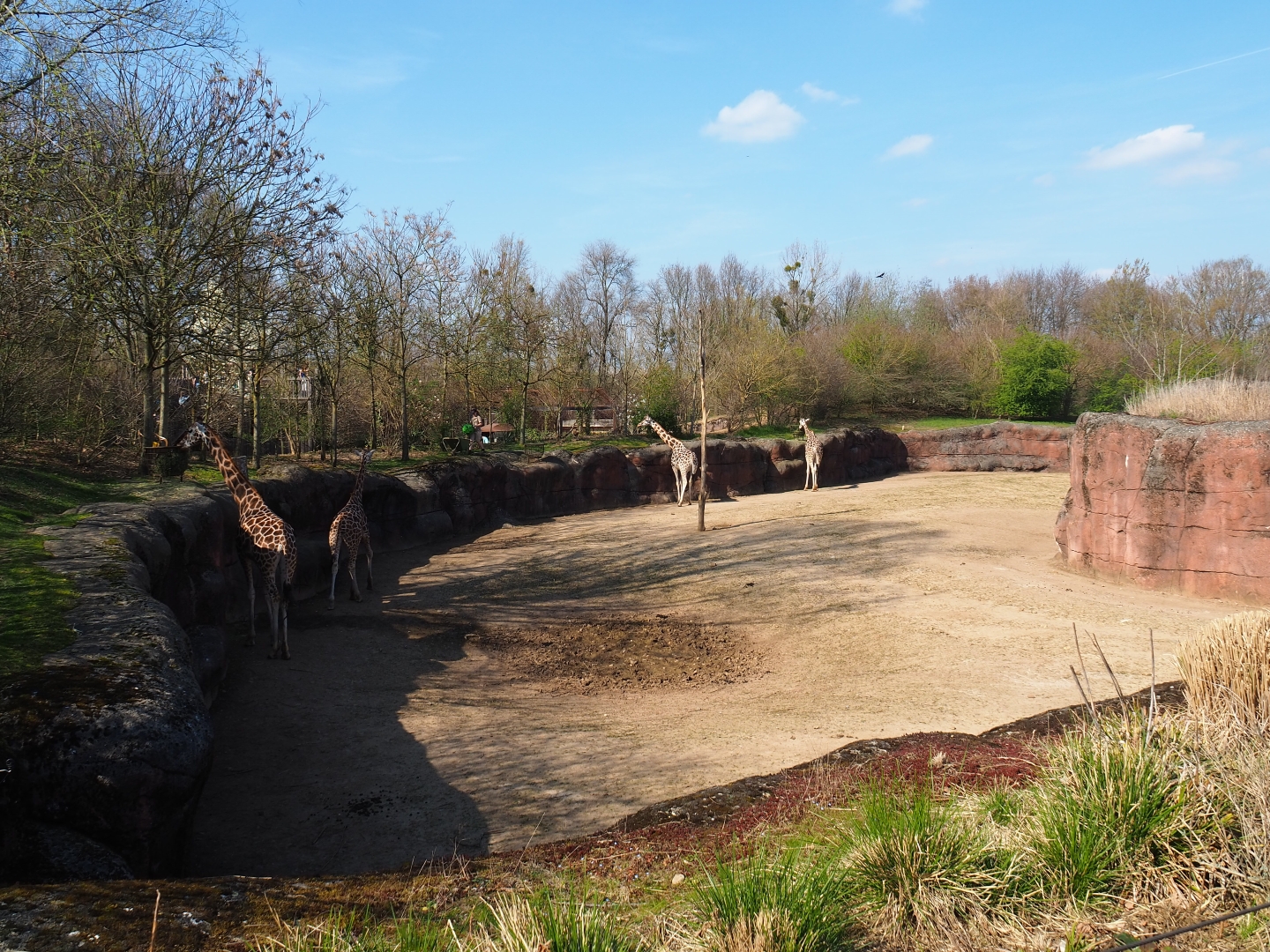 Savanna paddock, 2019-03-30