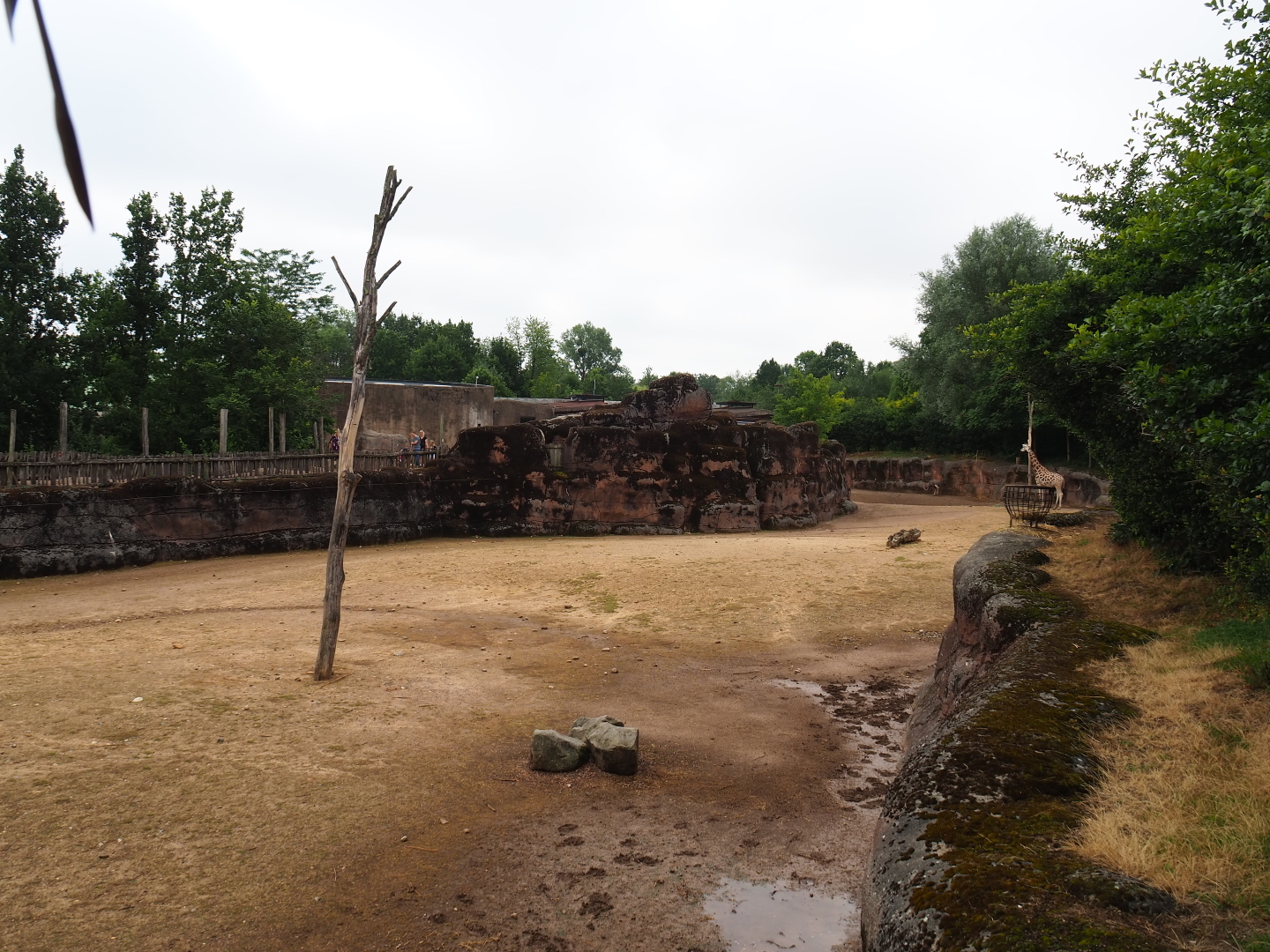 Savanna paddock, 2019-07-21