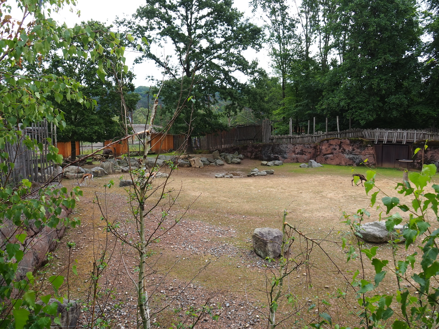 Savanna paddock, 2019-07-21