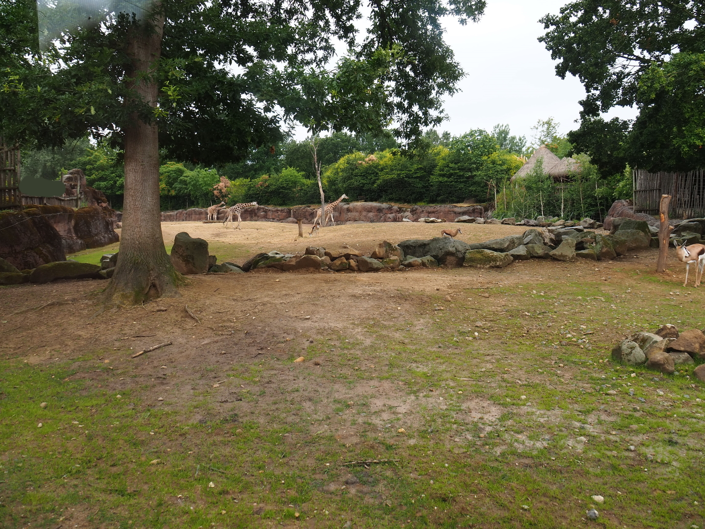 Savanna paddock, 2019-07-21