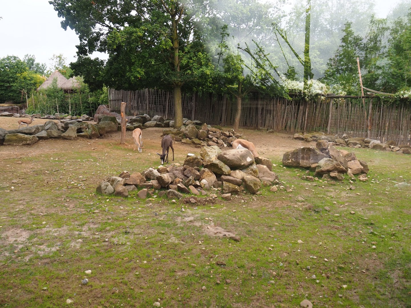 Savanna paddock, 2019-07-21