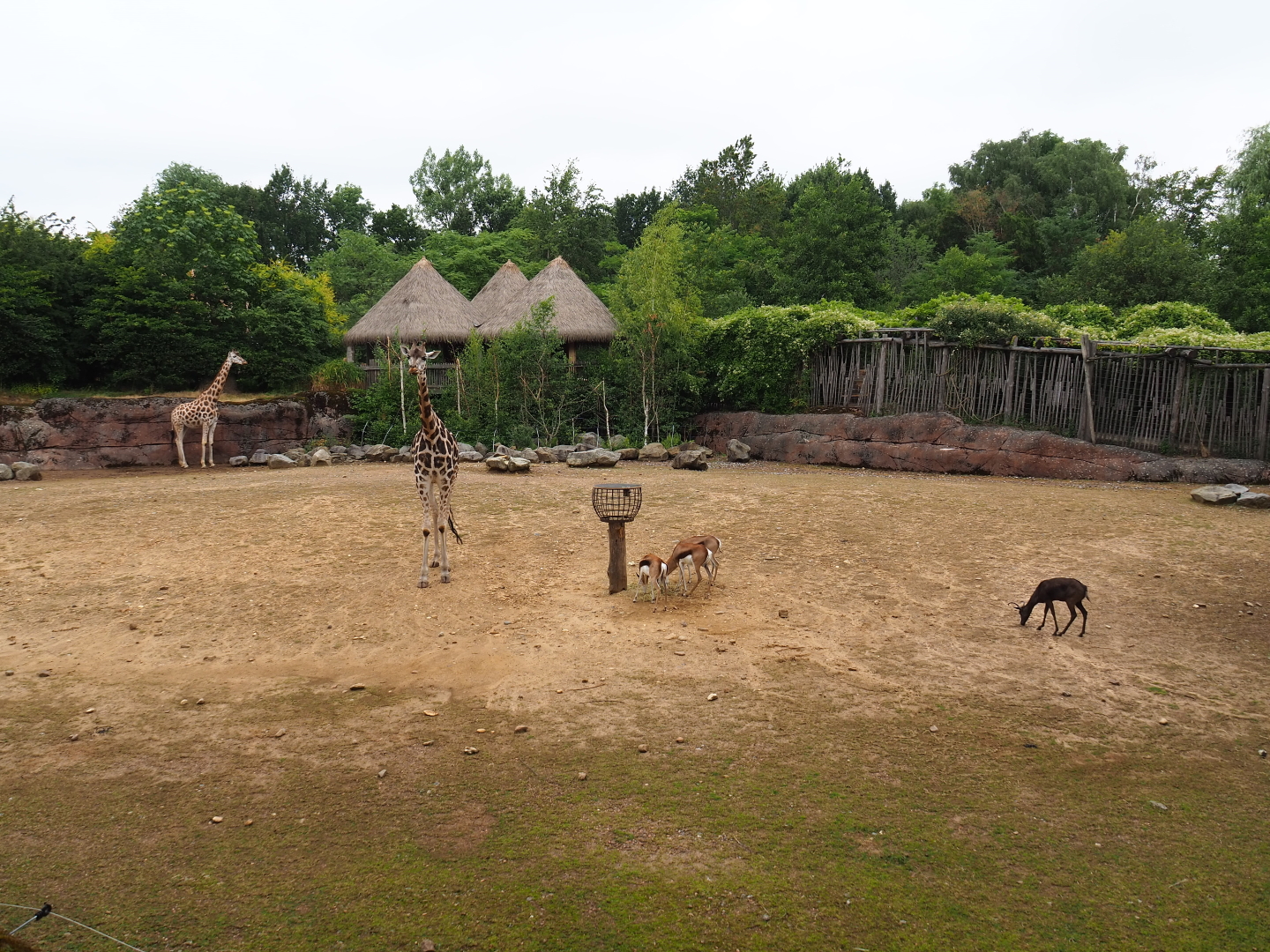 Savanna paddock, 2019-07-21