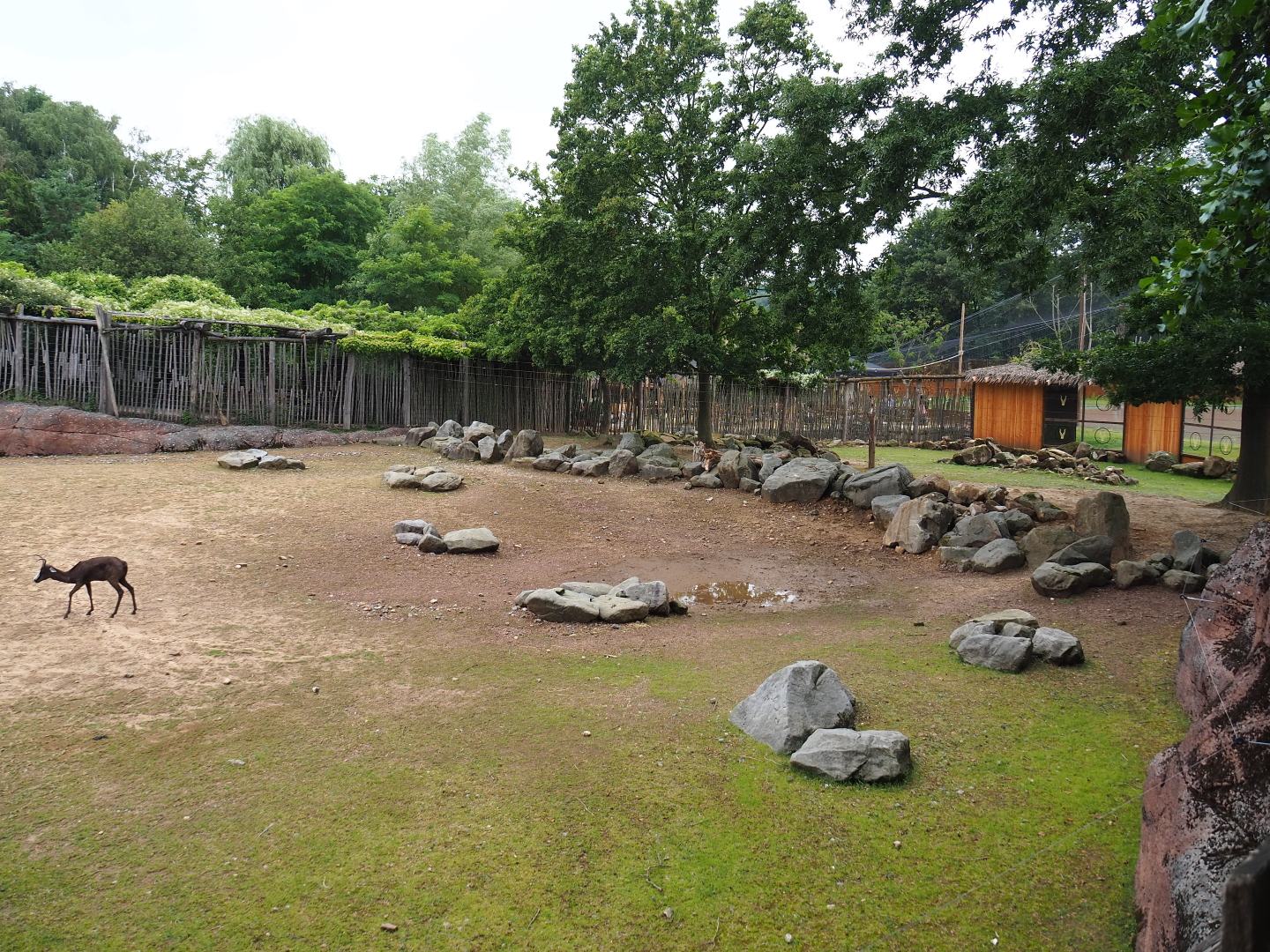 Savanna paddock, 2019-07-21