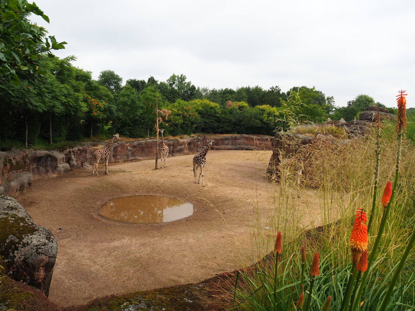 Savanna paddock, 2019-07-21