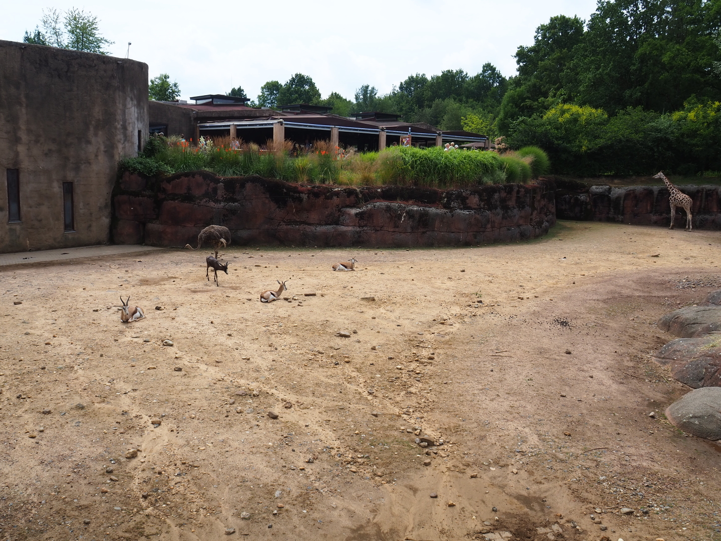 Savanna paddock, 2019-07-21