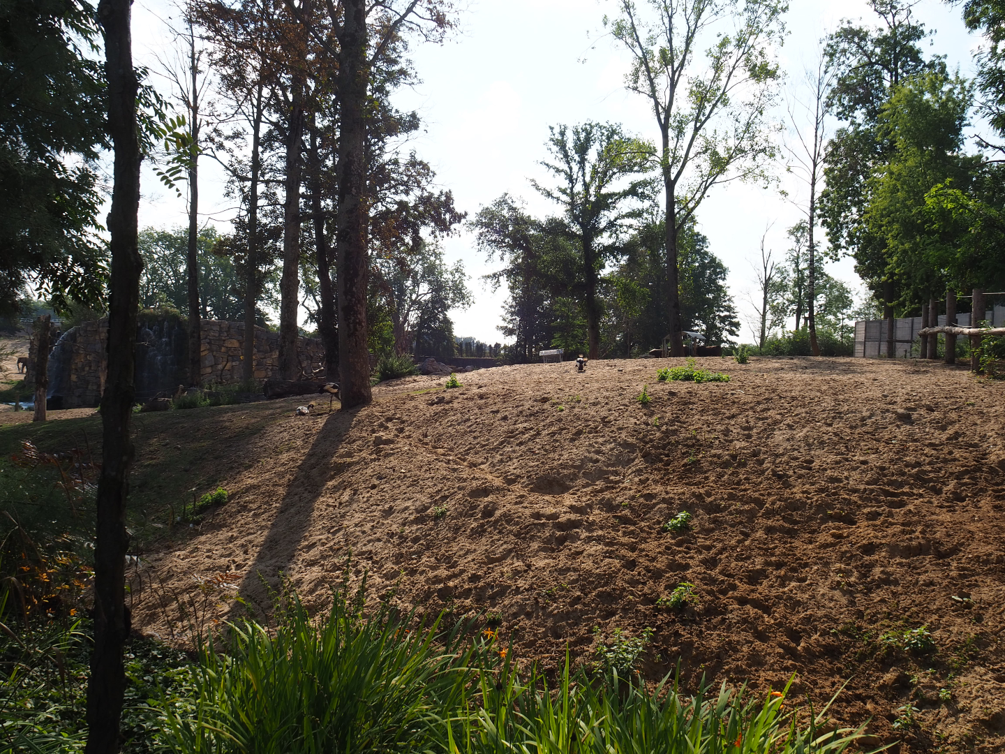 Savanna paddock, 2020-09-02