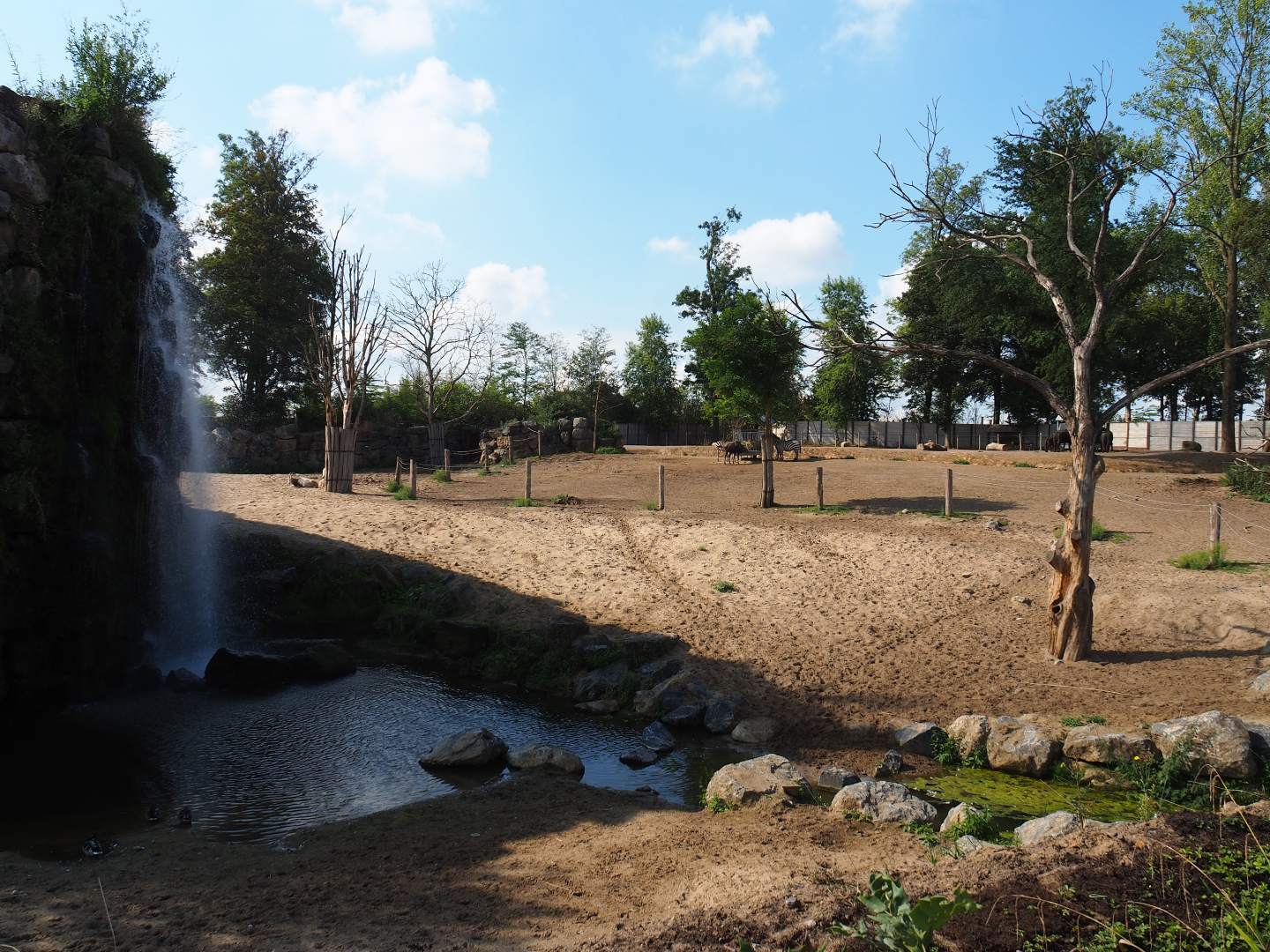 Savanna paddock, 2020-09-02