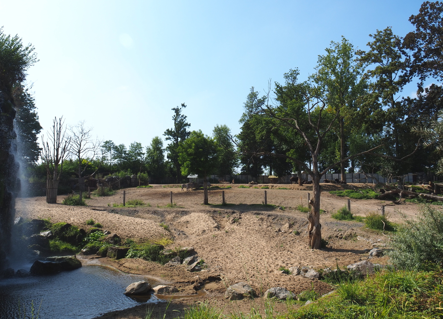 Savanna paddock, 2021-09-02