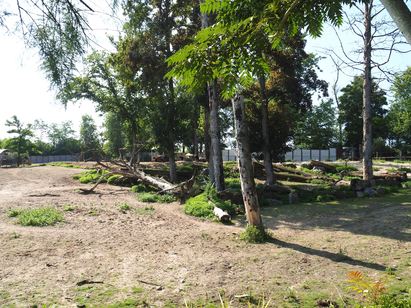 Savanna paddock, 2021-09-02