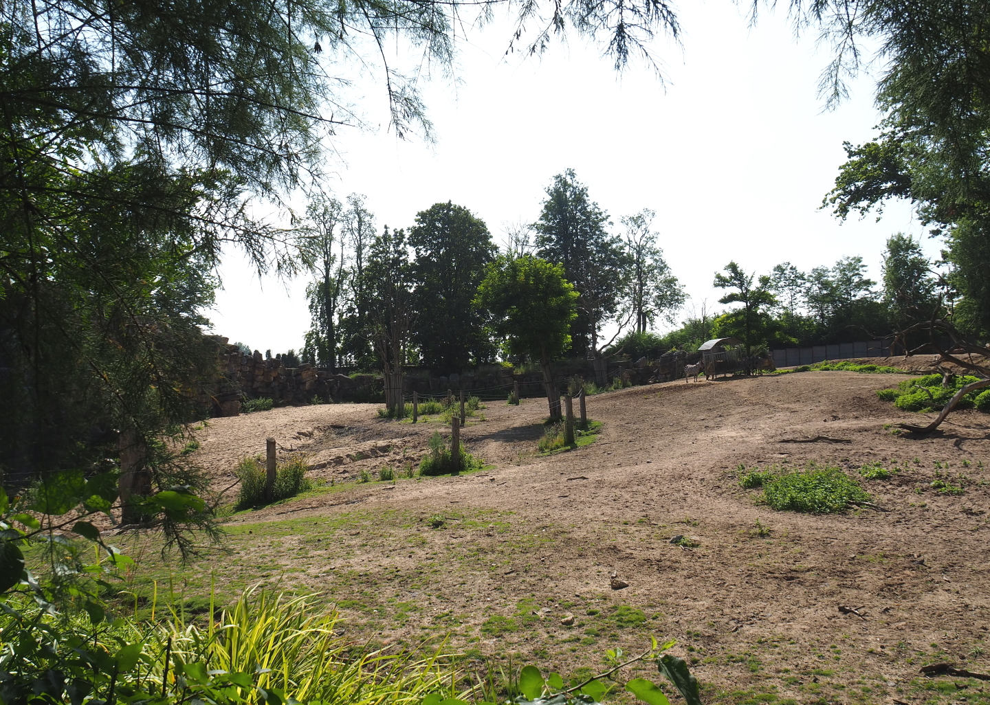 Savanna paddock, 2021-09-02