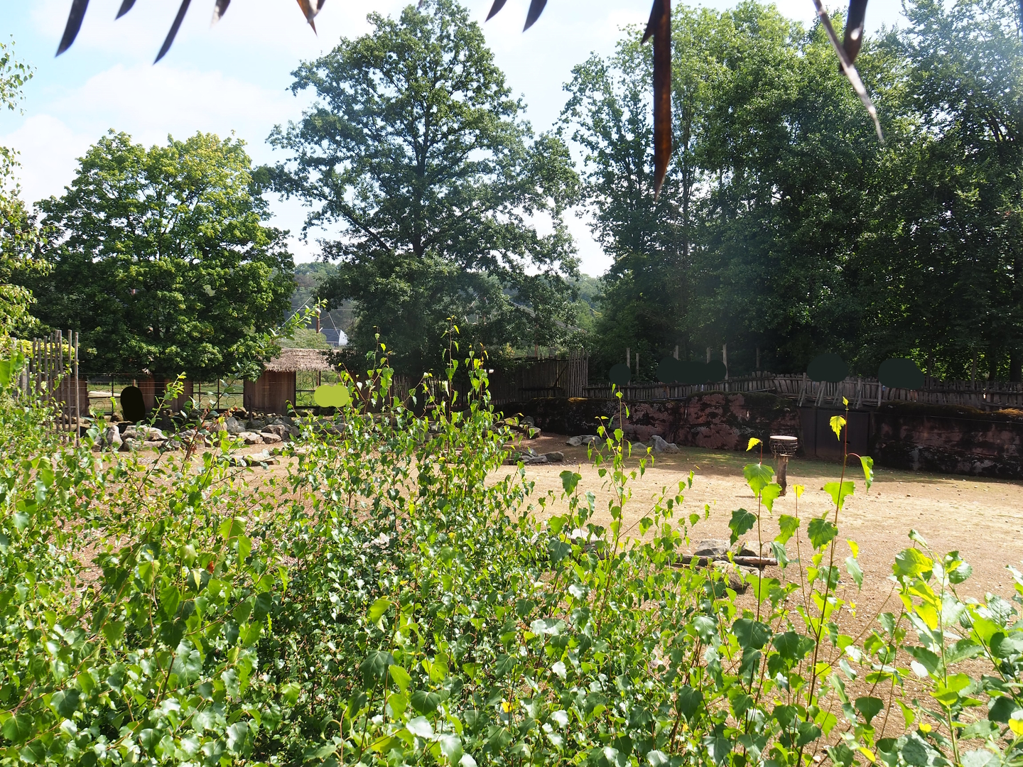 Savanna paddock, 2022-08-20