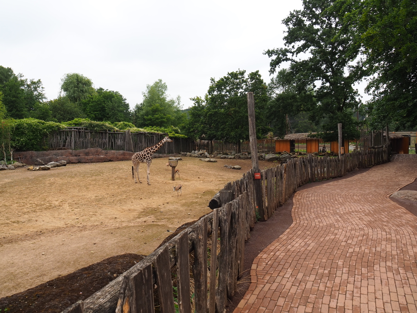 Savanna paddock and walkway, 2019-07-21