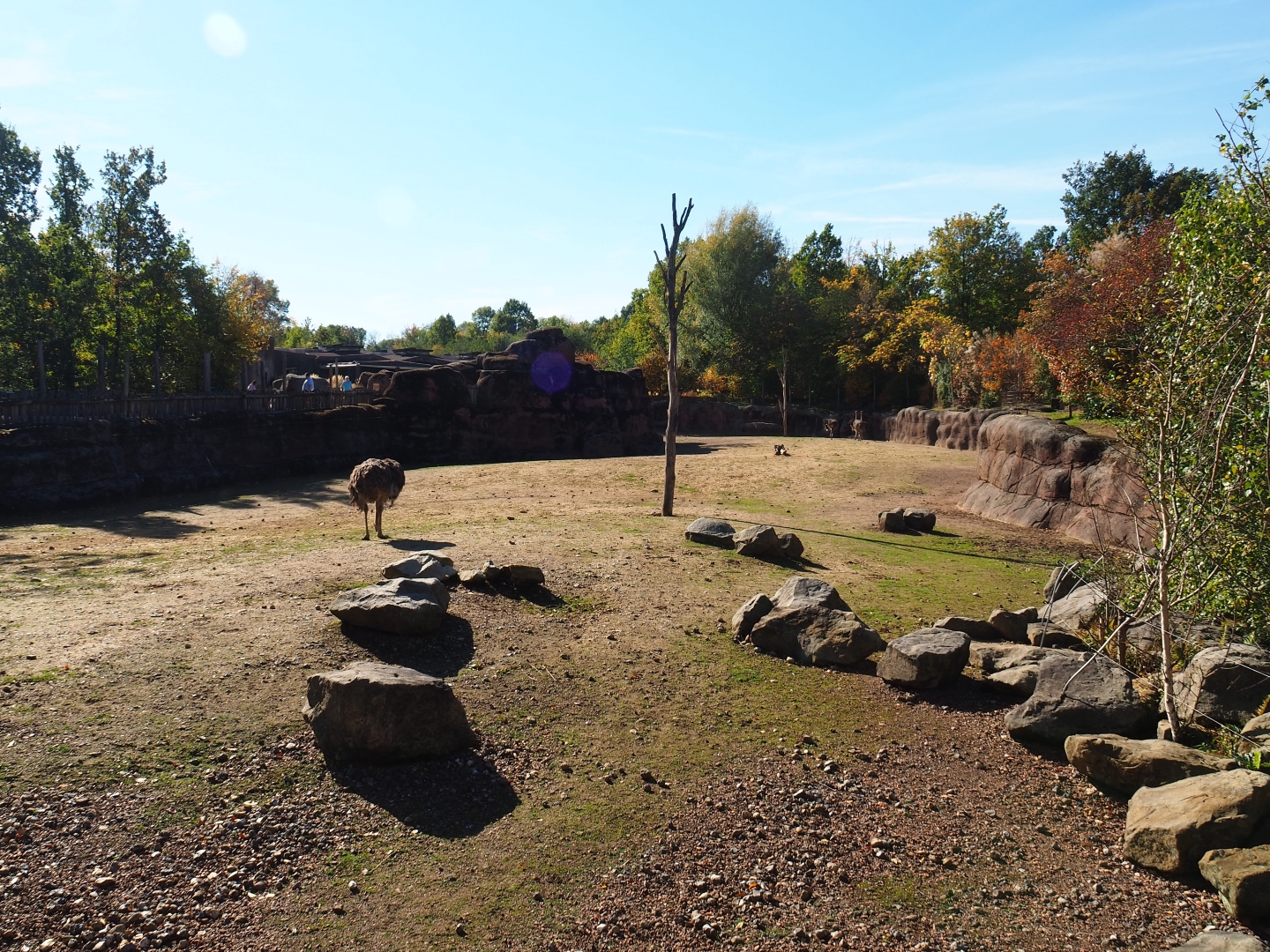 Savanna paddock (Oct 13th, 2018)