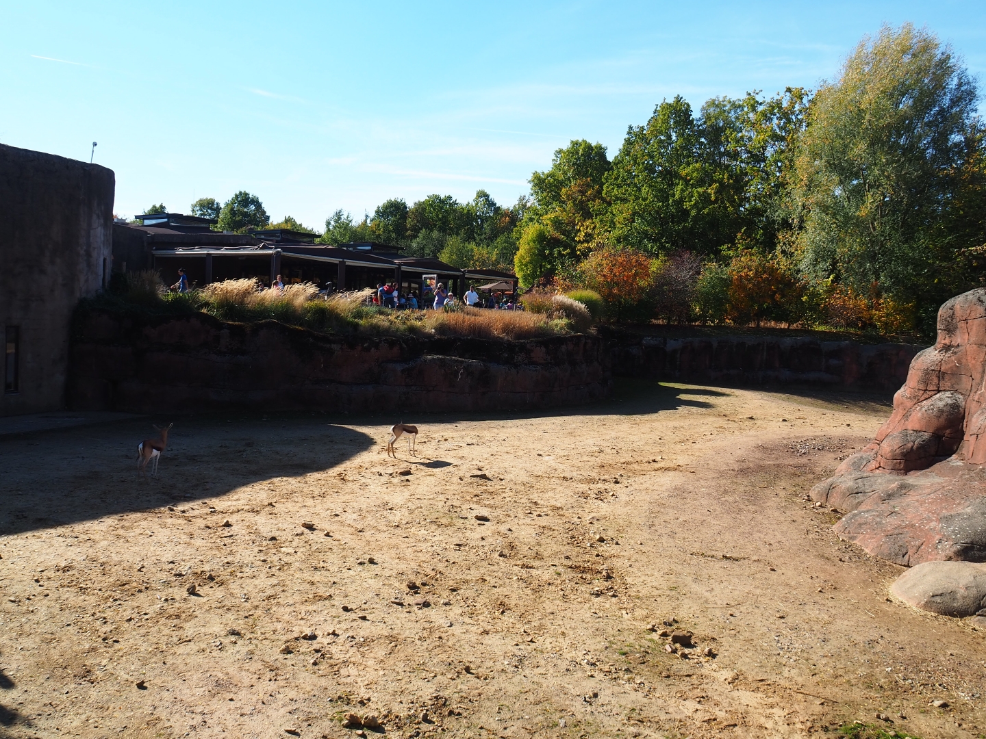 Savanna paddock (Oct 13th, 2018)