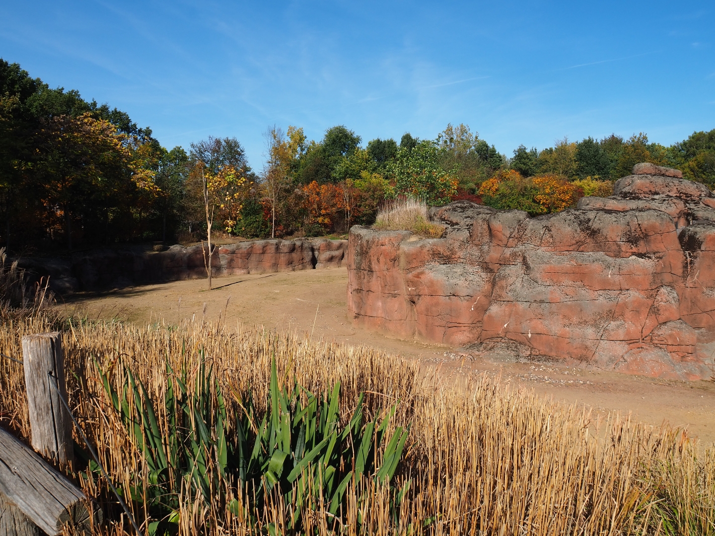 Savanna paddock (Oct 13th, 2018)