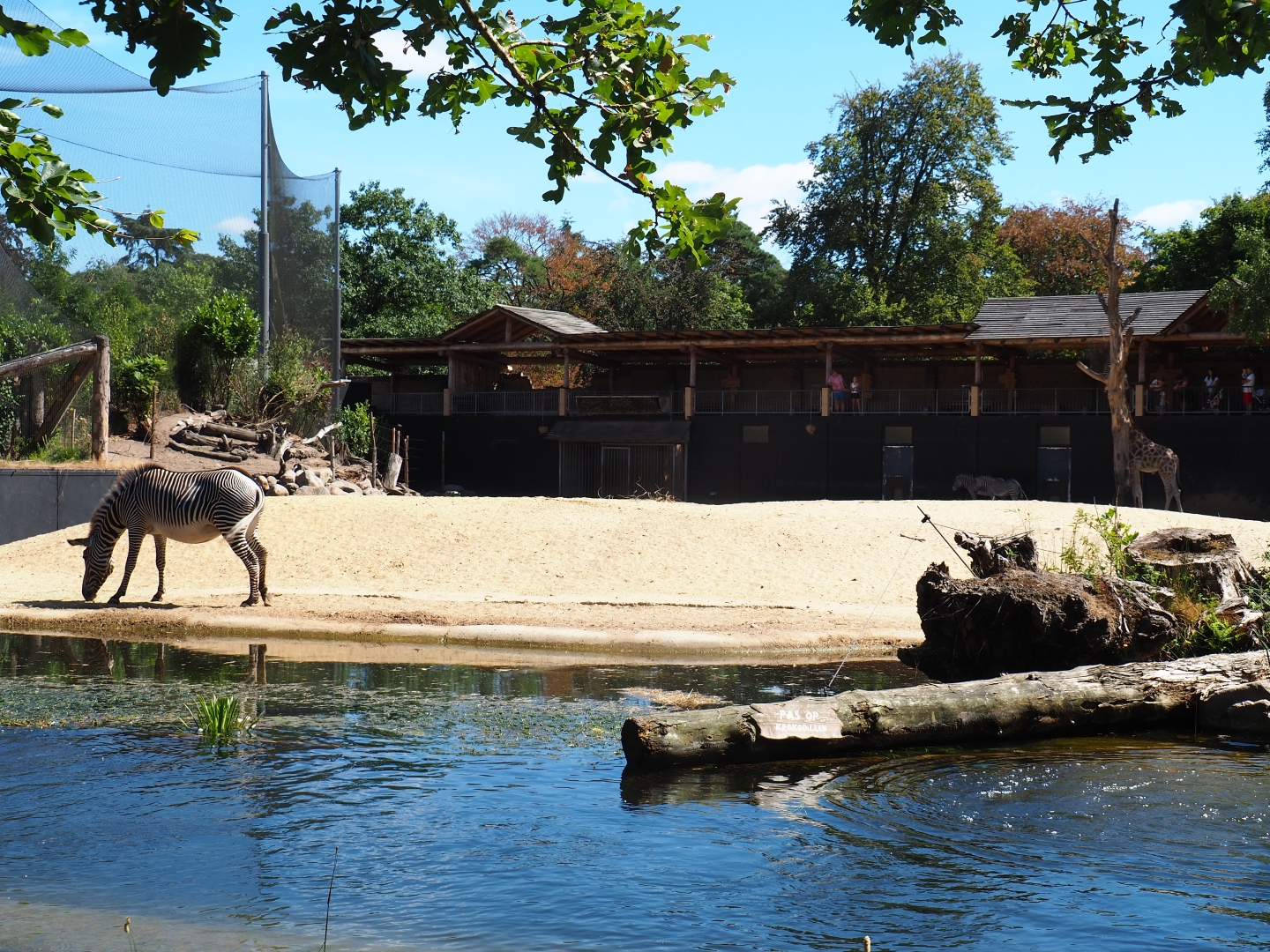 Savanna paddock seen from the lemur island