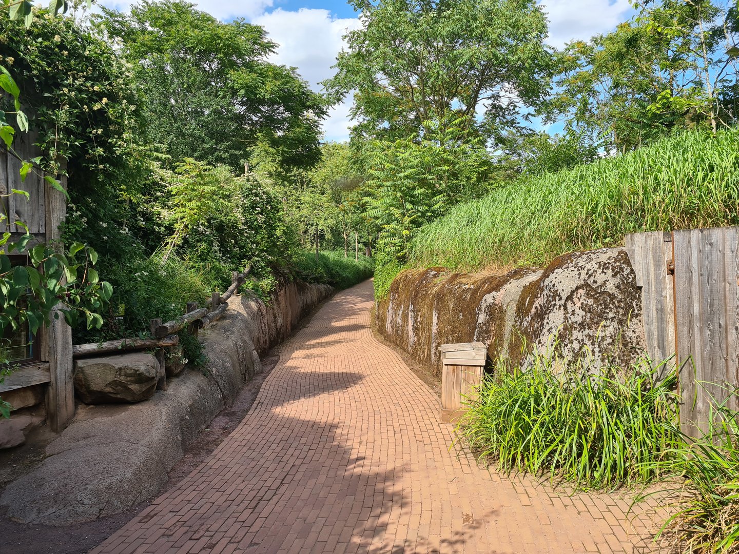 Savanna - Path toward African painted dogs